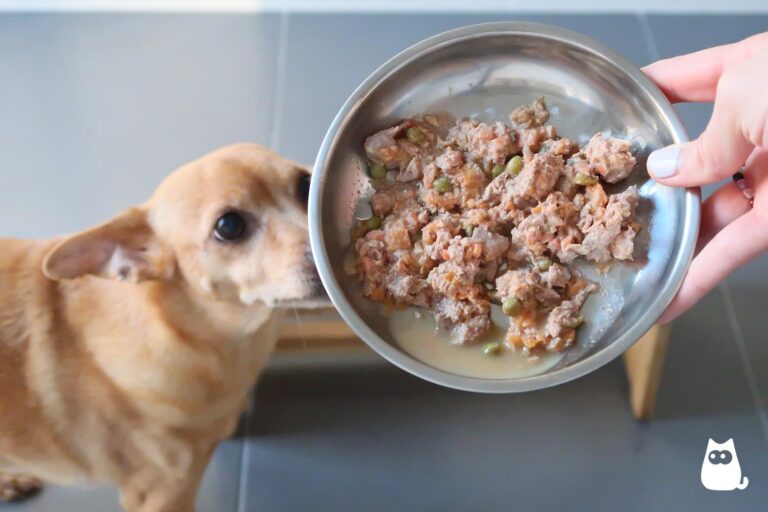 Recetas caseras saludables de comida para perros